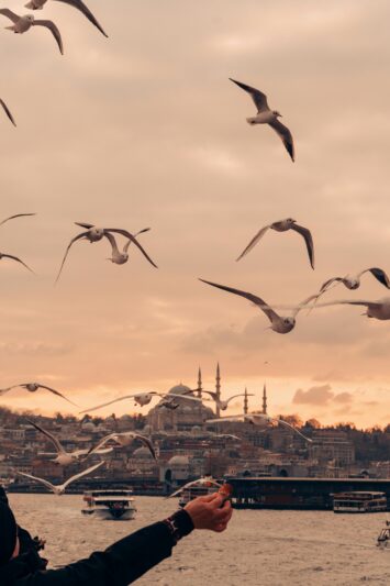 Scenic view of seagulls flying over the Bosphorus at sunset with Istanbul skyline in the background.